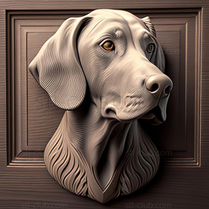 st Weimaraner dog